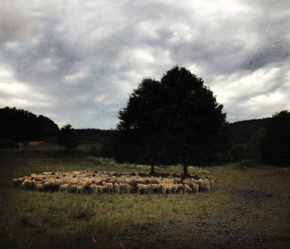 Schafherde - Hirtensonntag